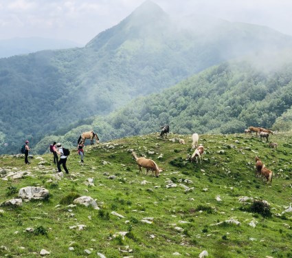 si può ammirare gli animali al pascolo libero